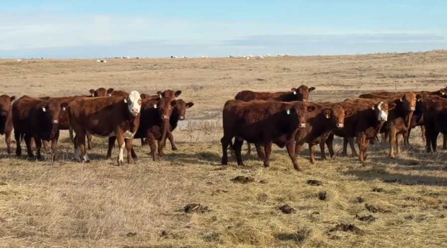 Home Raised, 1150 lbs! SPECTACULAR PROGRAM!-BC1231D5